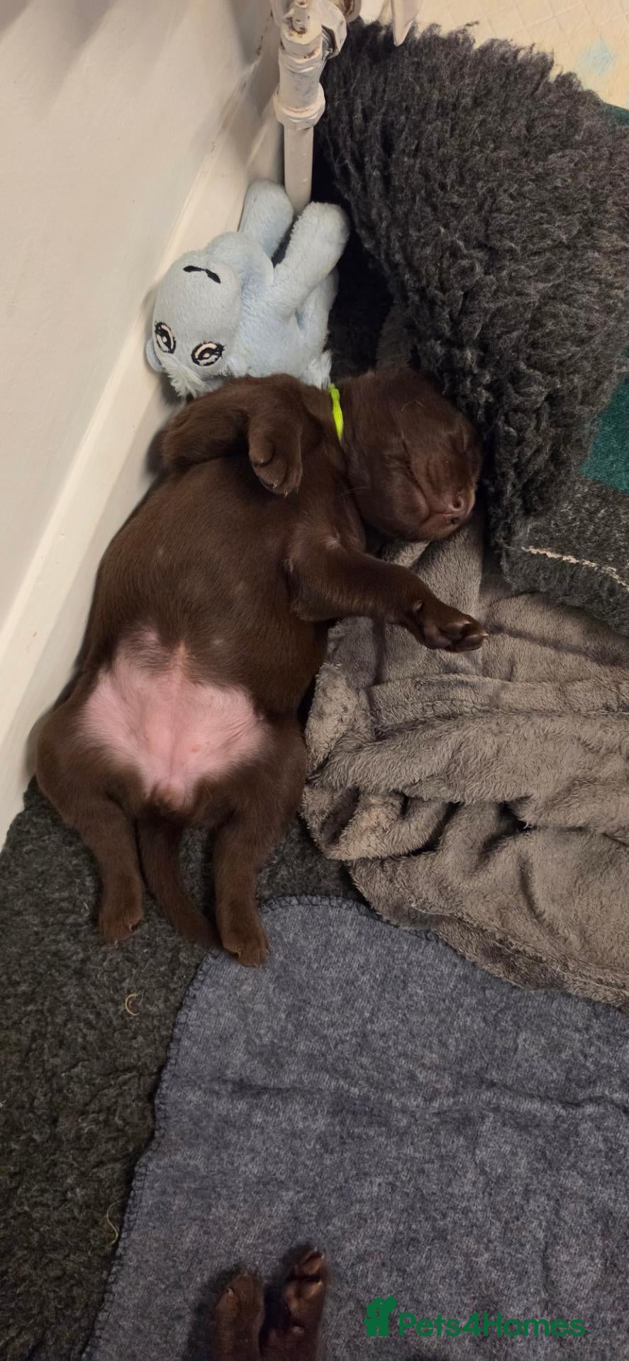 Labrador Retriever dogs STUNNING KC REG CHAMPION BLOODLINE PUPPIES 🏆🍫 - Advert 2