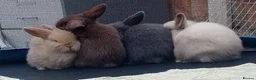 Mini Lop rabbits for sale: Beautiful Mini Lop bunnies  - Advert 2