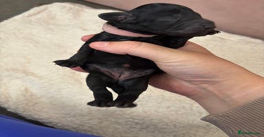 Cockapoo dogs - Advert 14