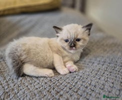 Ragdoll cats - Advert 9