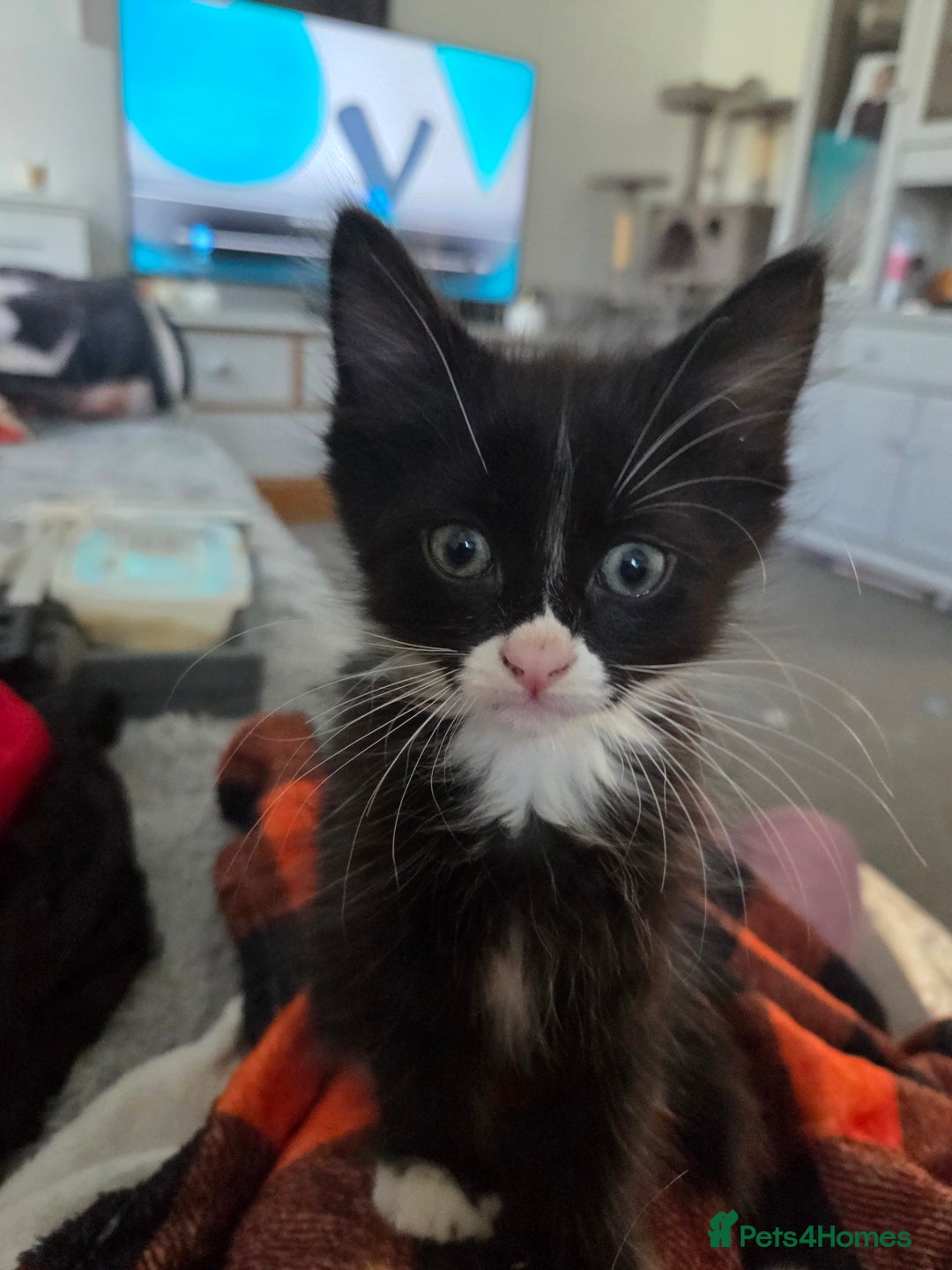 Mixed Breed cats for sale: Beautiful kittens for sale - Image 2