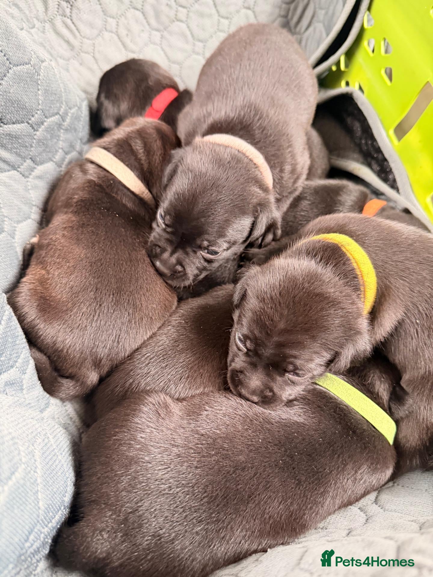 Staffordshire Bull Terrier dogs Staffordshire Bull Terrier Pups (KC Registered) - Advert 8
