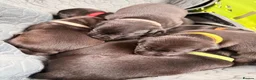 Staffordshire Bull Terrier dogs for sale: Staffordshire Bull Terrier Pups (KC Registered) - Advert 1
