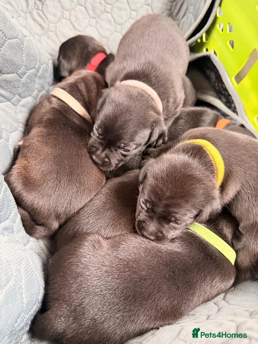 Staffordshire Bull Terrier dogs for sale: Staffordshire Bull Terrier Pups (KC Registered) - Advert 1