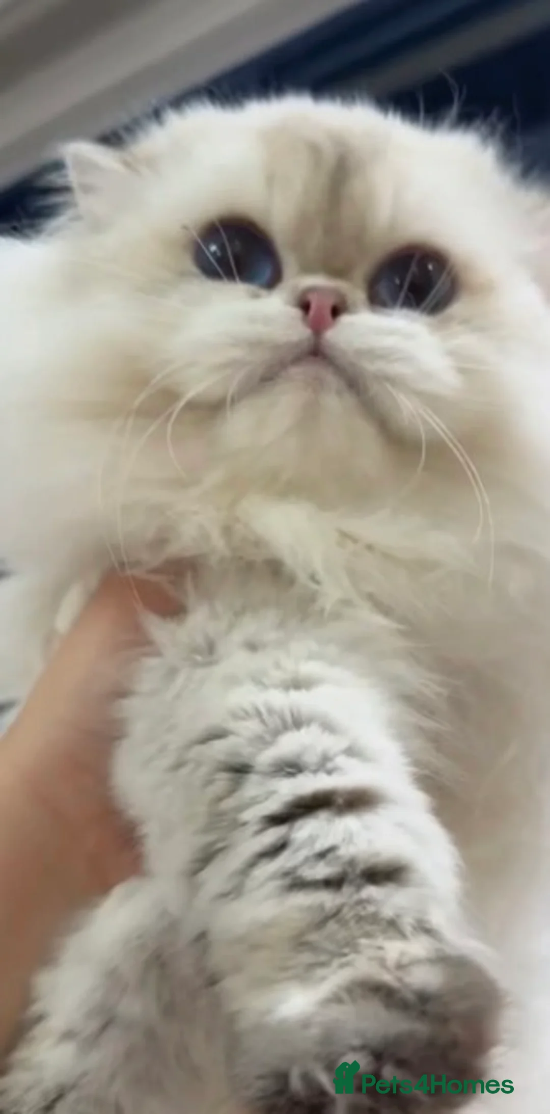 British Longhair cats for sale: China Import- British Longhair Golden Point ny1133 - Advert 2