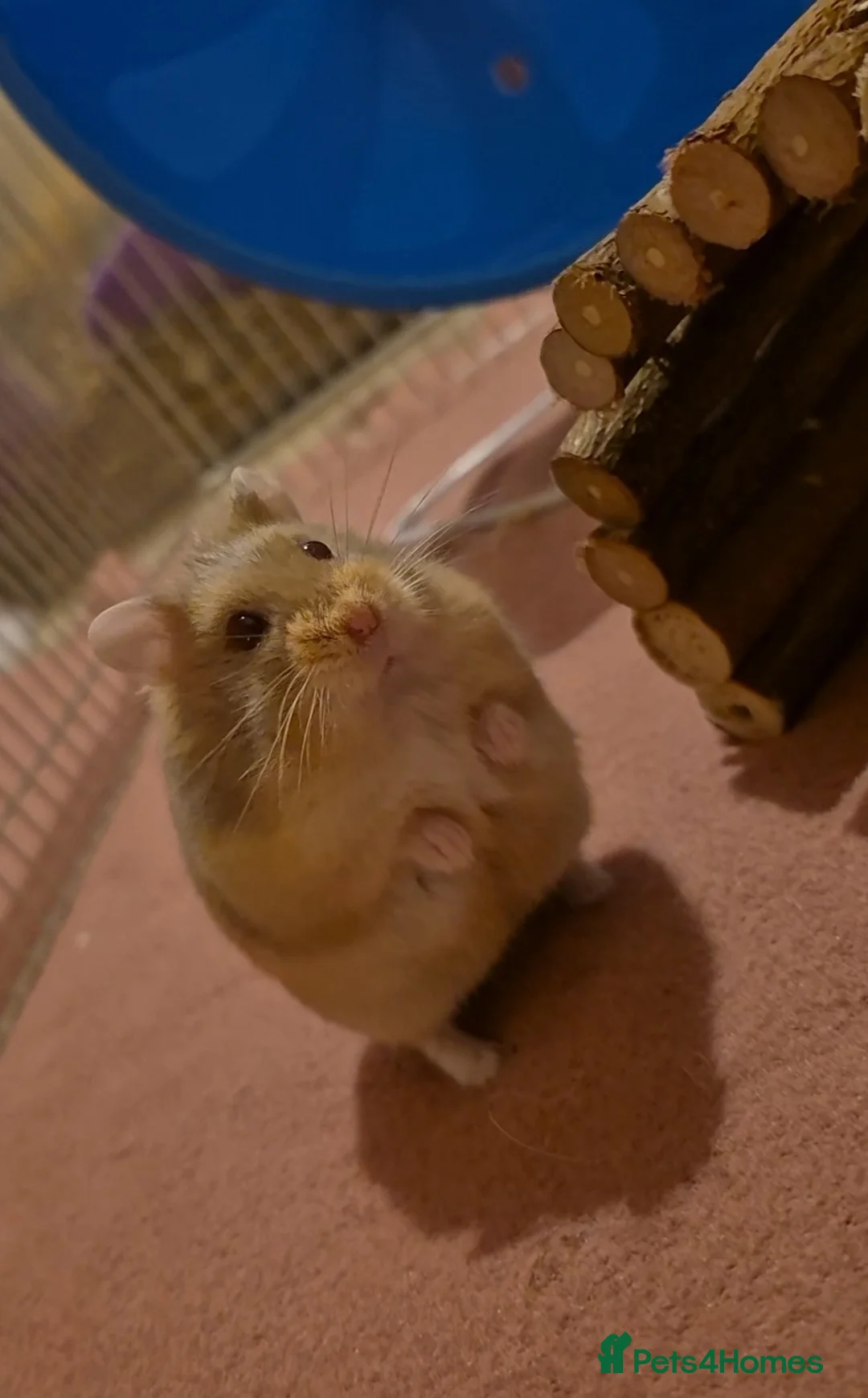 Gallery Image {{count}}