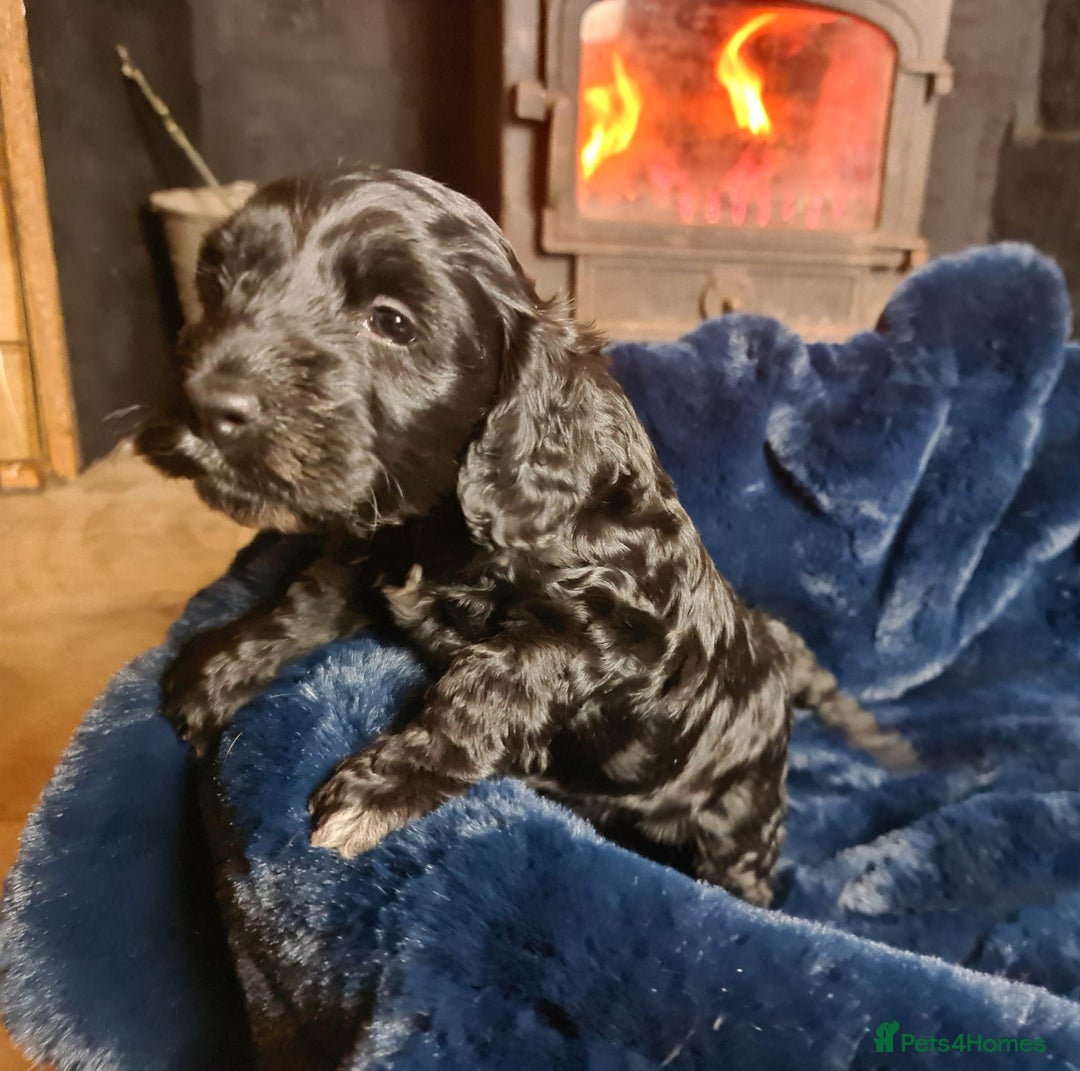 Cockapoo dogs for sale: Exceptional Cockapoo Puppies for Sale - Advert 20