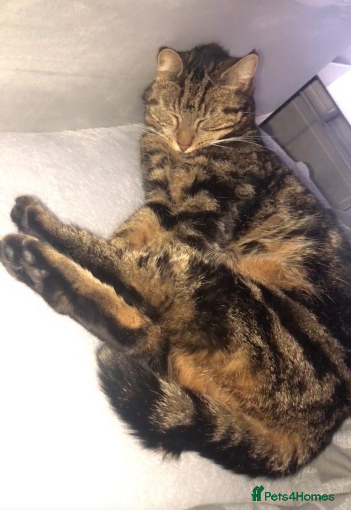 Mixed Breed cats Female cat Tammie  - Advert 13