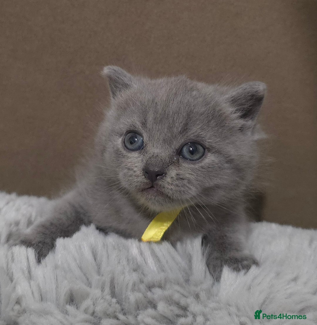 British Shorthair cats for sale: Beautiful BSH Kittens  - Advert 21