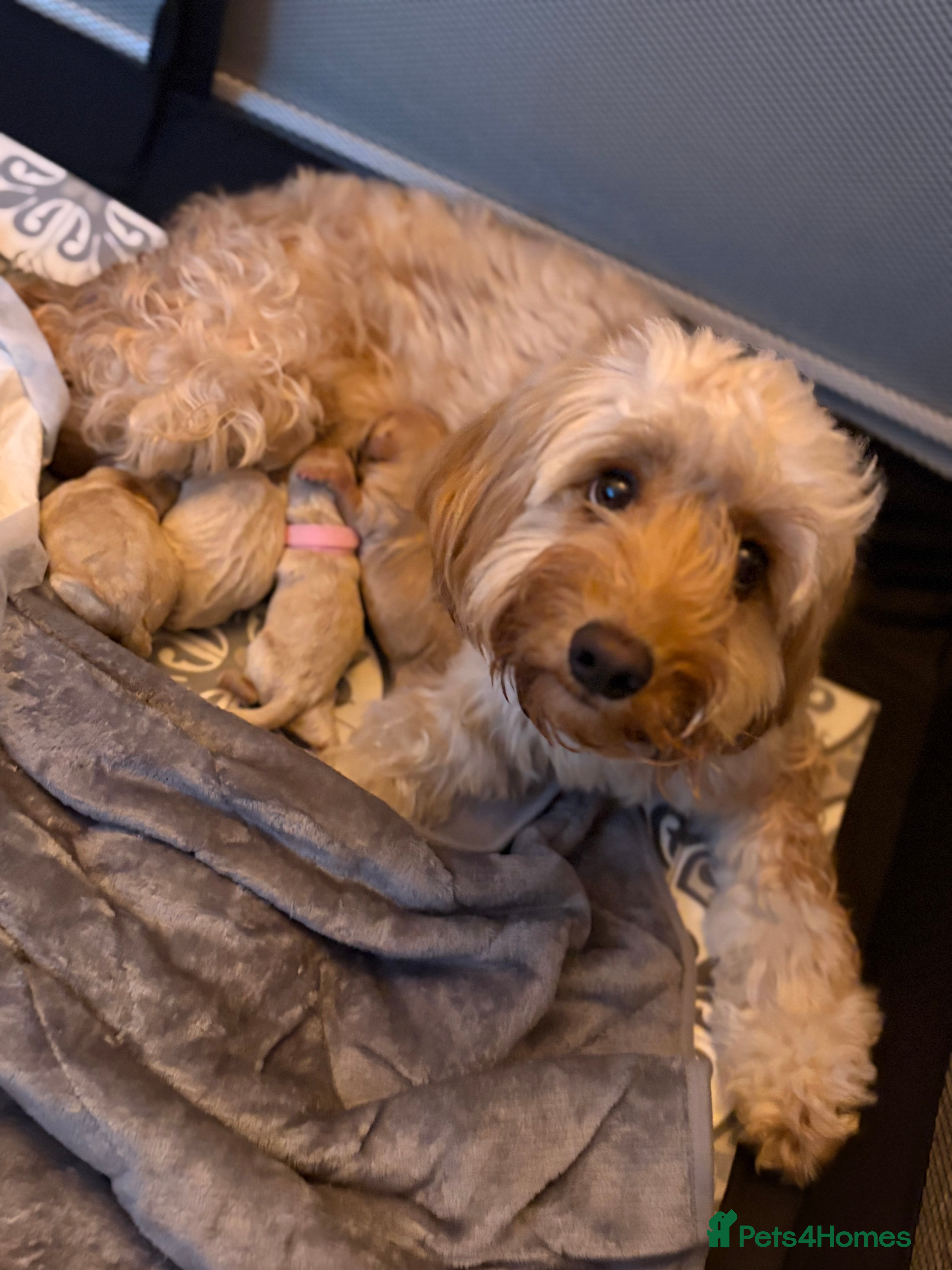 Cockapoo dogs F1B cockapoo puppies  - Advert 2