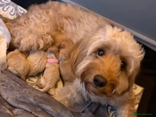 Cockapoo dogs F1B cockapoo puppies - Advert 9