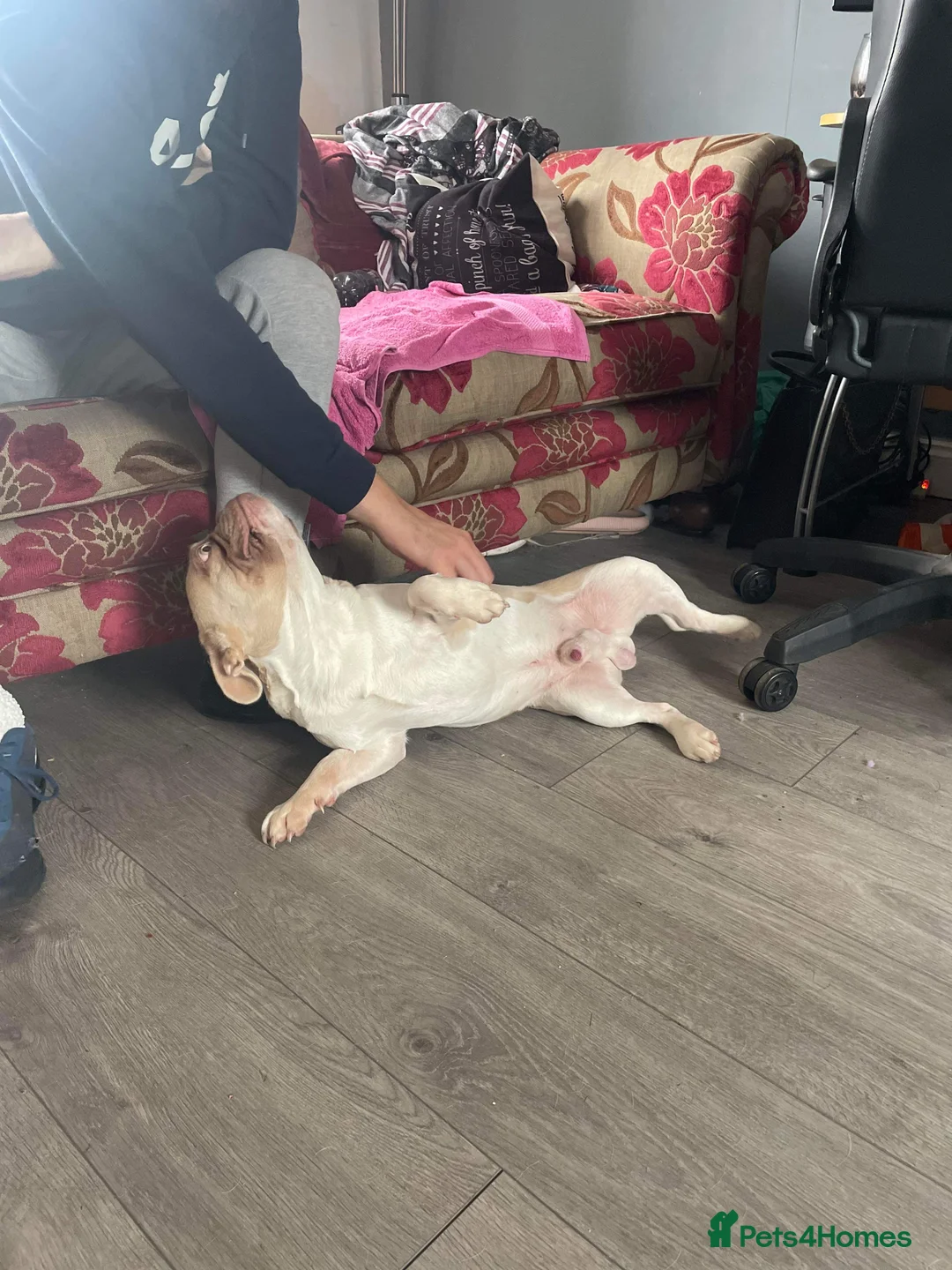 French Bulldog dogs for stud: New Isabella Shade Frenchie Proven Stud in Leeds - Advert 3