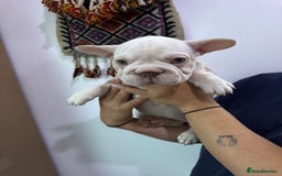 French Bulldog dogs for sale: French bulldog puppies - Image 3