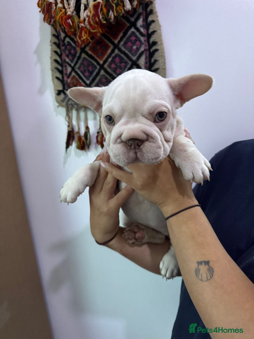 French Bulldog dogs for sale: French bulldog puppies - Image 3