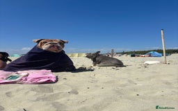 French Bulldog dogs for sale: Beautiful little girl 5yrs old free to a good home - Image 4
