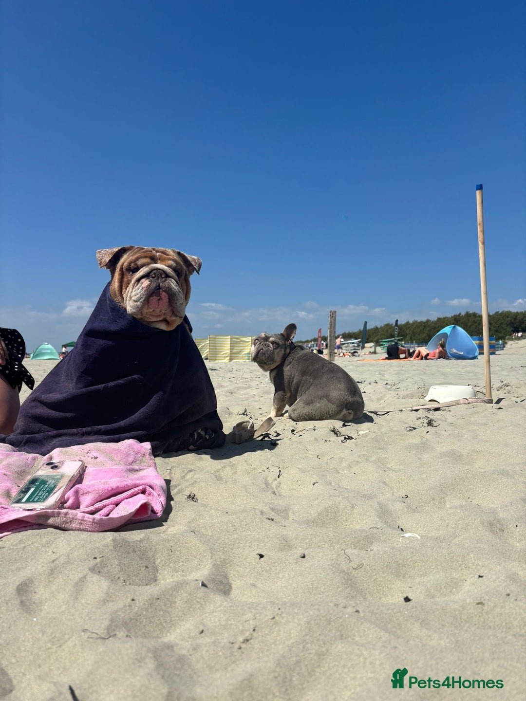 French Bulldog dogs for sale: Beautiful little girl 5yrs old free to a good home - Image 4