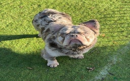 French Bulldog dogs for sale: Fabulous male fluffy frenchie 1.5 years old - Image 6