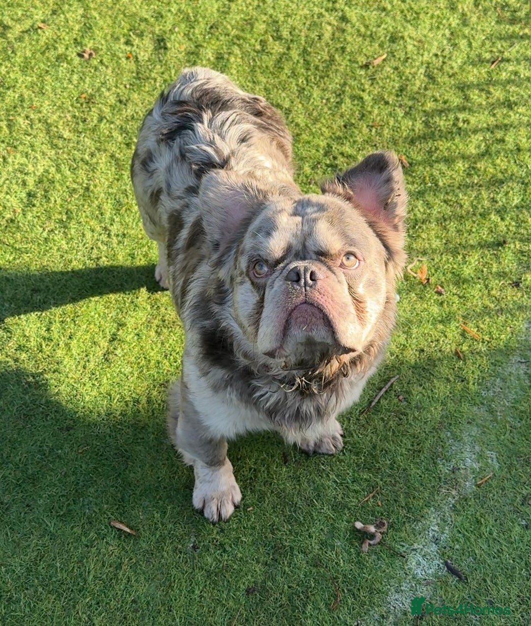 French Bulldog dogs for sale: Fabulous male fluffy frenchie 1.5 years old - Image 6