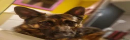 German Shepherd dogs for sale: Stunning german shepherd  - Advert 2
