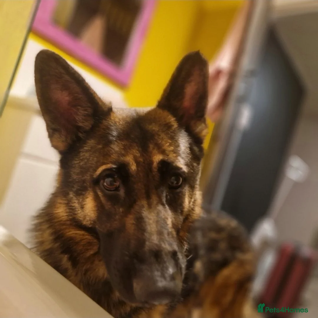 German Shepherd dogs for sale: Stunning german shepherd  - Advert 2