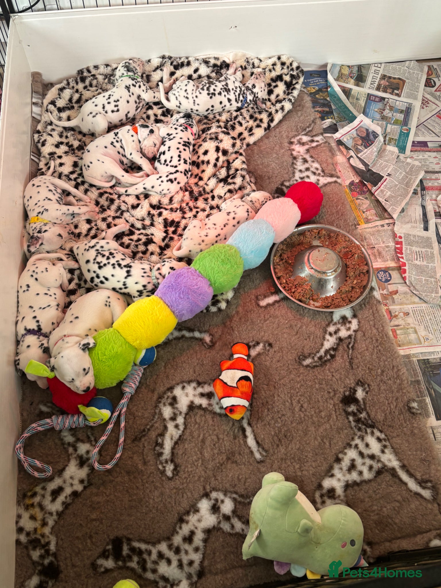 Dalmatian dogs ** Exceptional Dalmatian Puppies Just Born ** - Advert 5