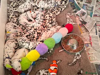 Dalmatian dogs ** Exceptional Dalmatian Puppies Just Born ** - Advert 5