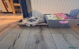 Ragdoll cats for sale: Ragdoll x tabby cat - Image 23