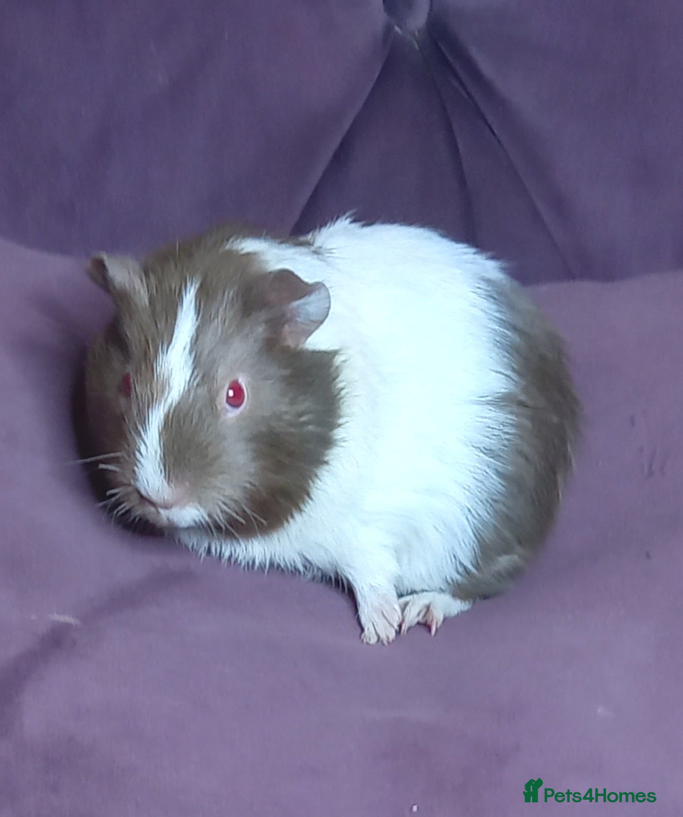 Guinea Pig rodents Baby Guinea Pigs for Sale - Advert 1