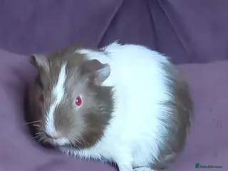 Guinea Pig rodents for sale: Baby Guinea Pigs for Sale - Advert 3