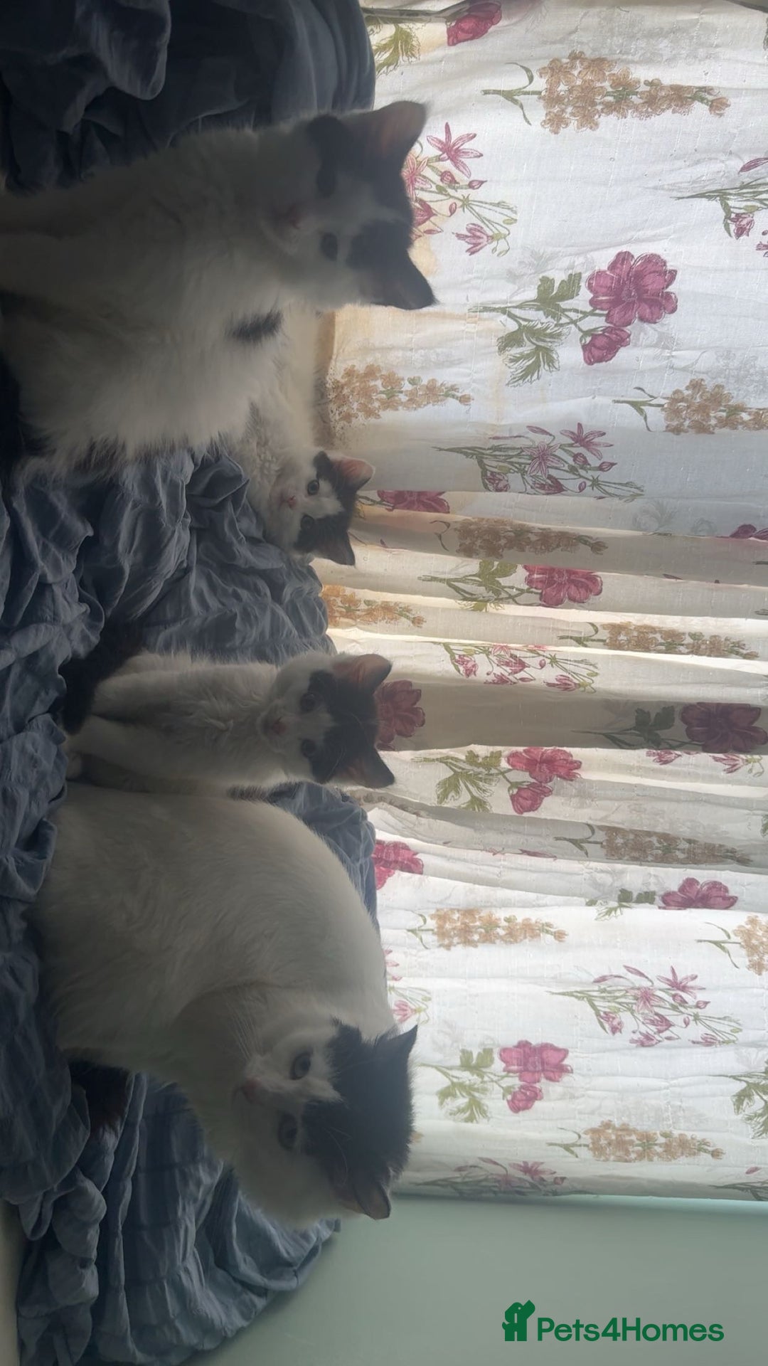 Mixed Breed cats for sale: For sale 3 female kittens and 1 older male kitten - Image 9
