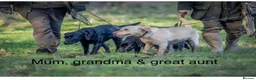 Labrador Retriever dogs for sale: KC Reg Labrador pups Working Traditional Chunky - Advert 27