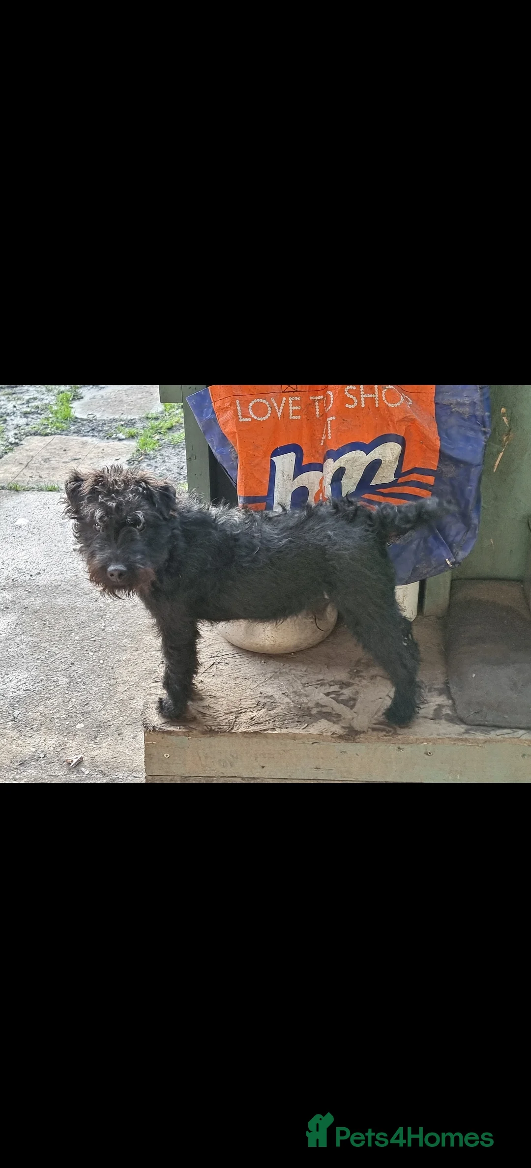Mixed Breed dogs for sale: fell terrier 3/4 lakeland 1/4 patterdale - Advert 2