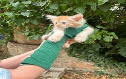 Maine Coon cats for sale: Red Maine coon female kittens, TICA reg - Image 22