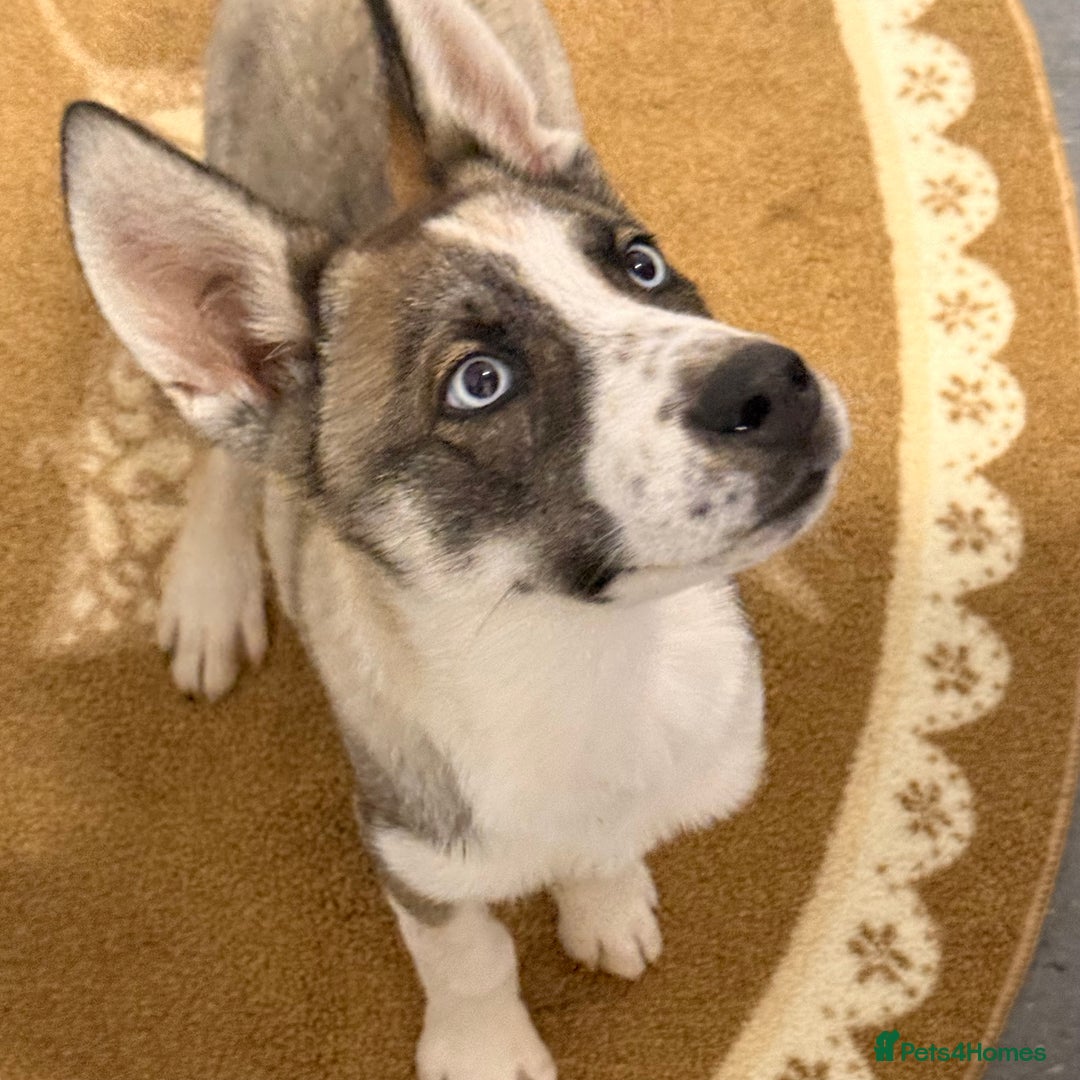 Shepsky dogs for sale: Theo the beautiful shepsky - Image 4