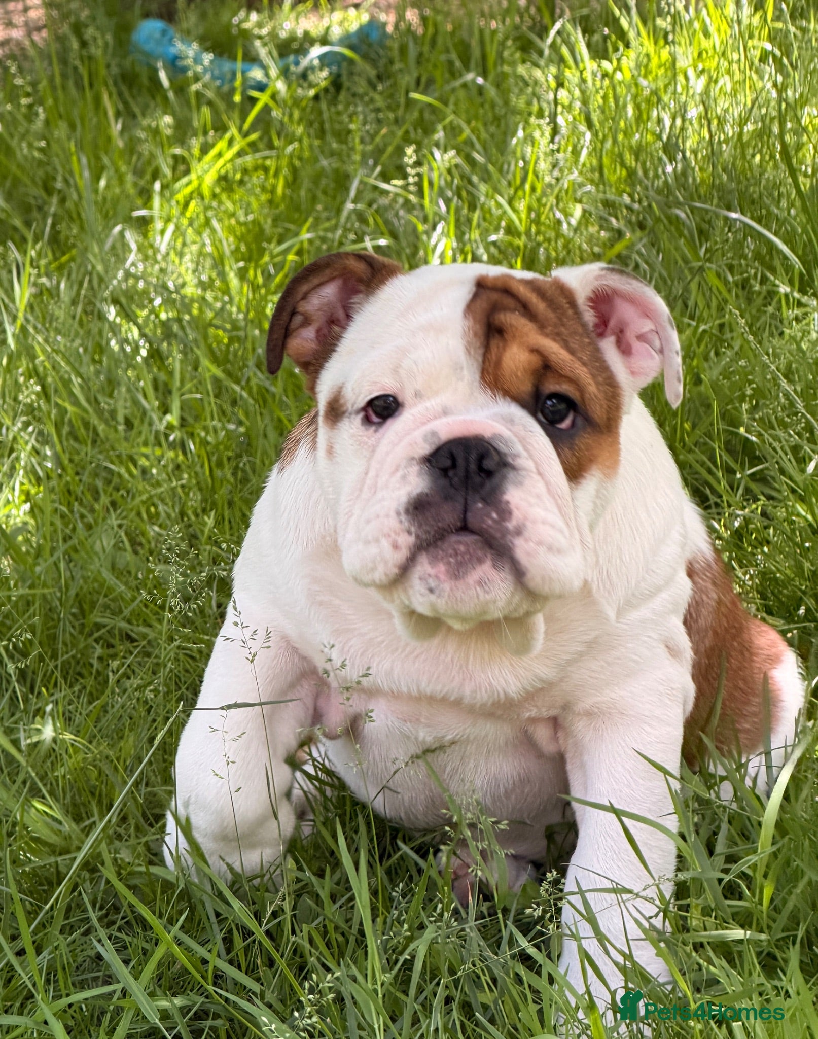 English Bulldog dogs English bulldog girl  - Advert 6
