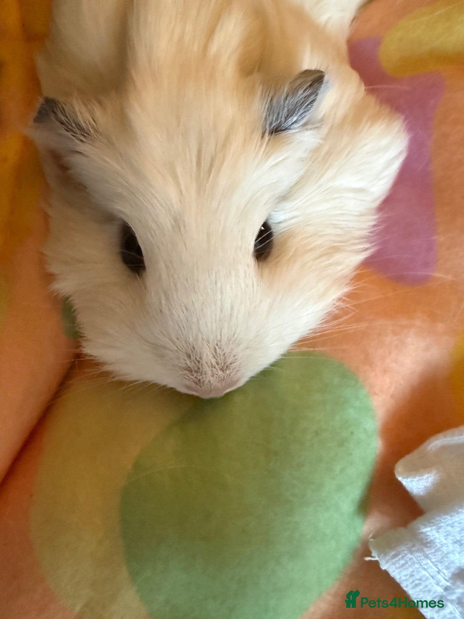 Guinea Pig rodents 2 gorgeous Female Sows - Advert 2