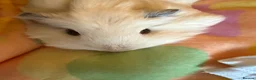 Guinea Pig rodents for sale: 2 gorgeous Female Sows - Advert 2