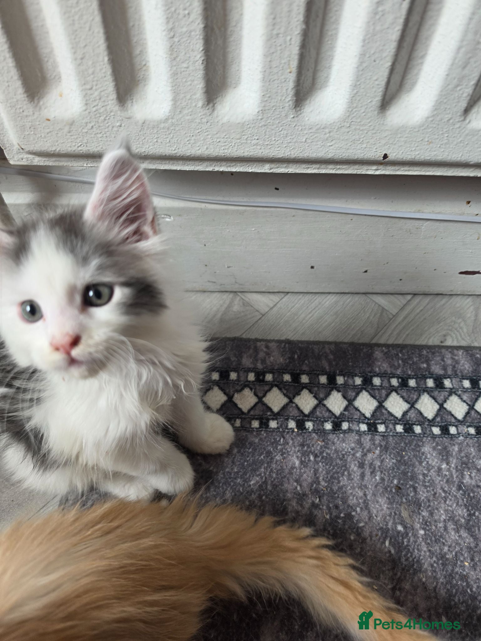 Maine Coon cats TICA REGISTERED STUNNING KITTENS  - Advert 6