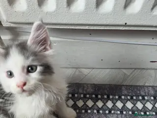 Maine Coon cats TICA REGISTERED STUNNING KITTENS - Advert 6