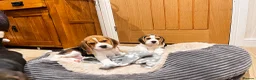 Beagle dogs for sale: KC registered and DNA health tested - Advert 3