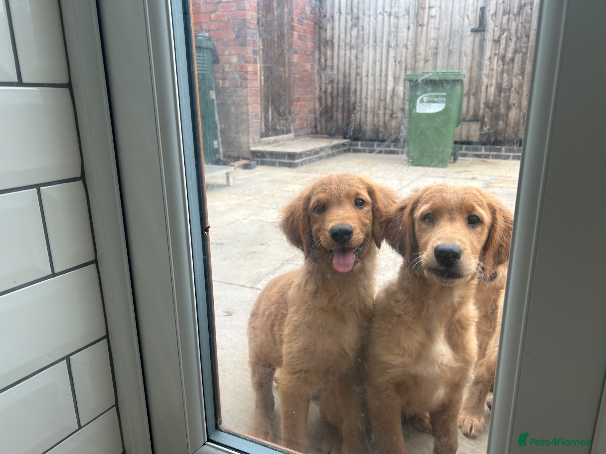 Golden Retriever dogs Quality KC Registered Golden Retriever Puppies - Advert 2