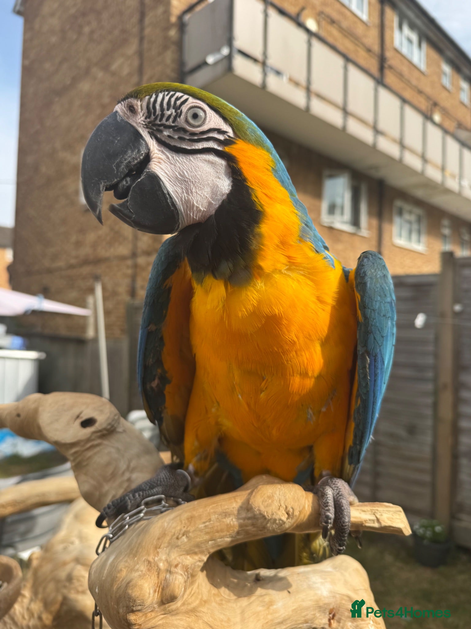 Macaws birds Blue and gold macaw  - Advert 2