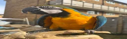 Macaws birds for sale: Blue and gold macaw  in Hertford - Advert 1