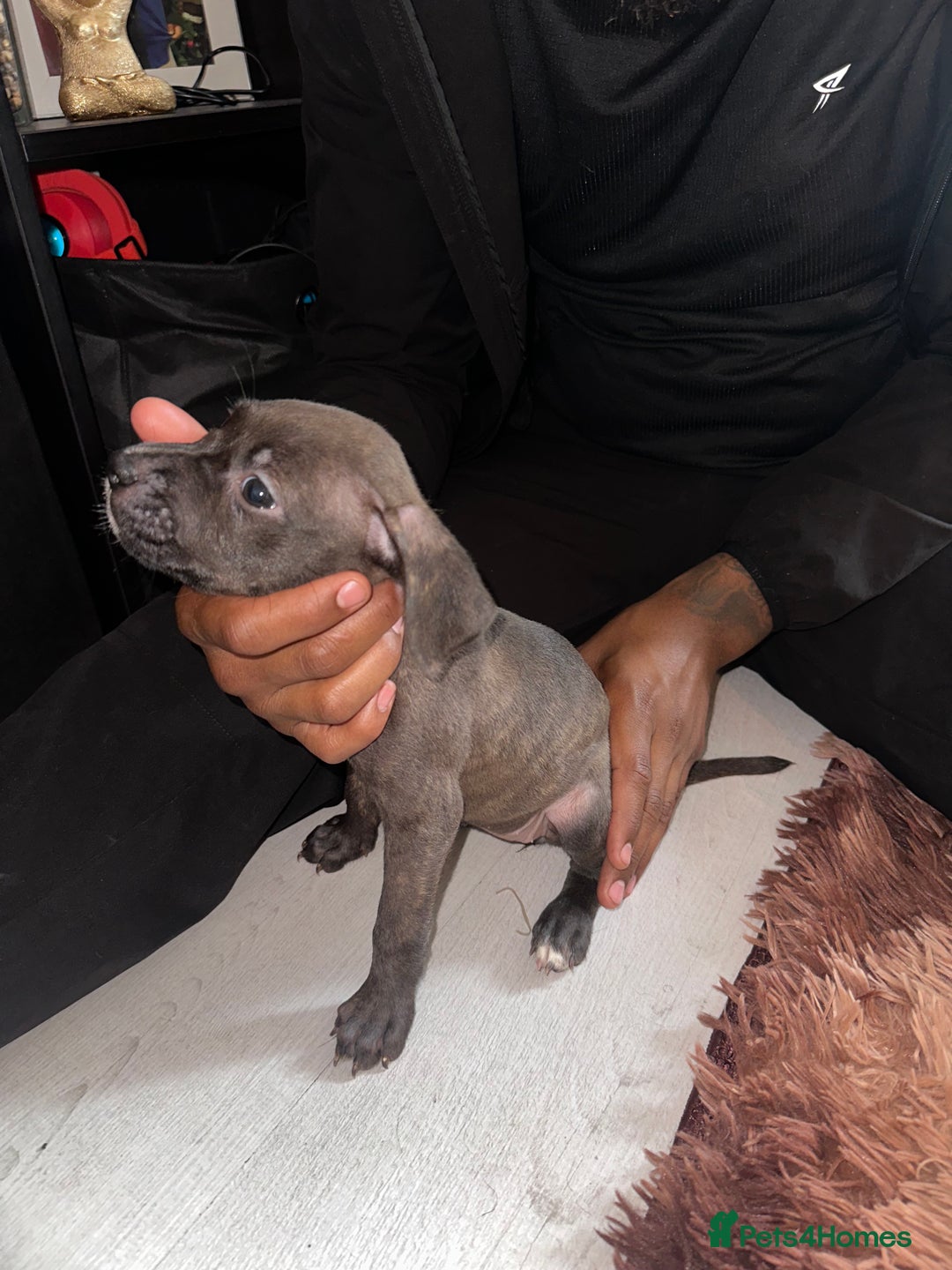 Mixed Breed dogs for sale: Mixed breed for cheap  - Image 3