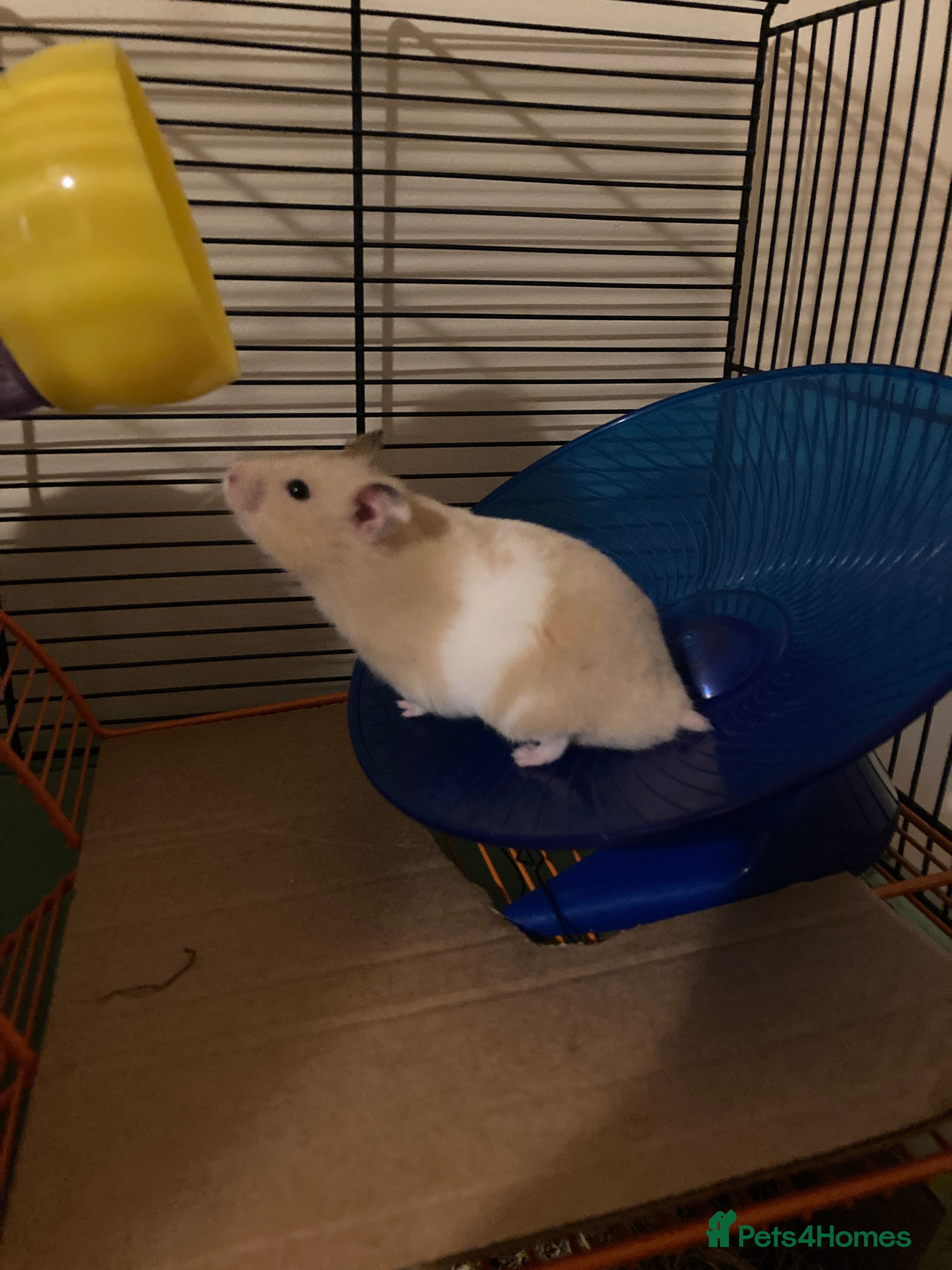 Hamster rodents Male Syrian hamster - Advert 1