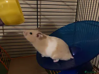 Hamster rodents Male Syrian hamster - Advert 1