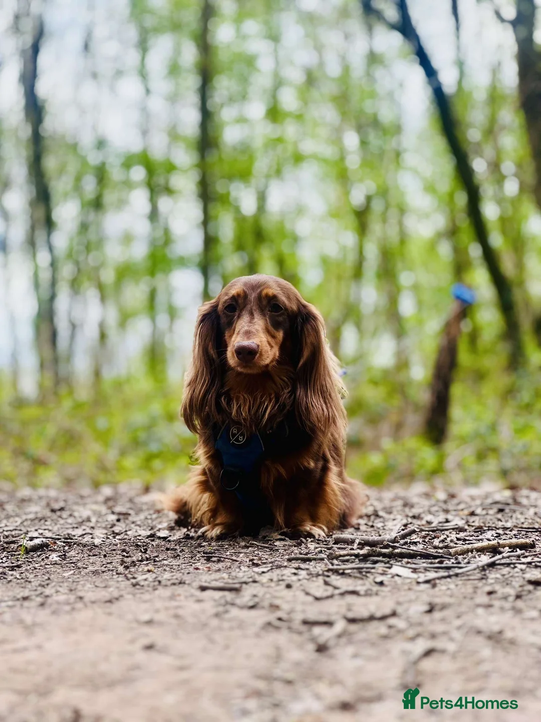 Dachshund dogs for stud: Long haired dachshund stud boys  in Leeds - Advert 24