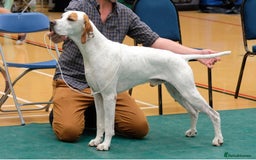 Pointer dogs for sale: KC reg Pointer Puppies - Image 39