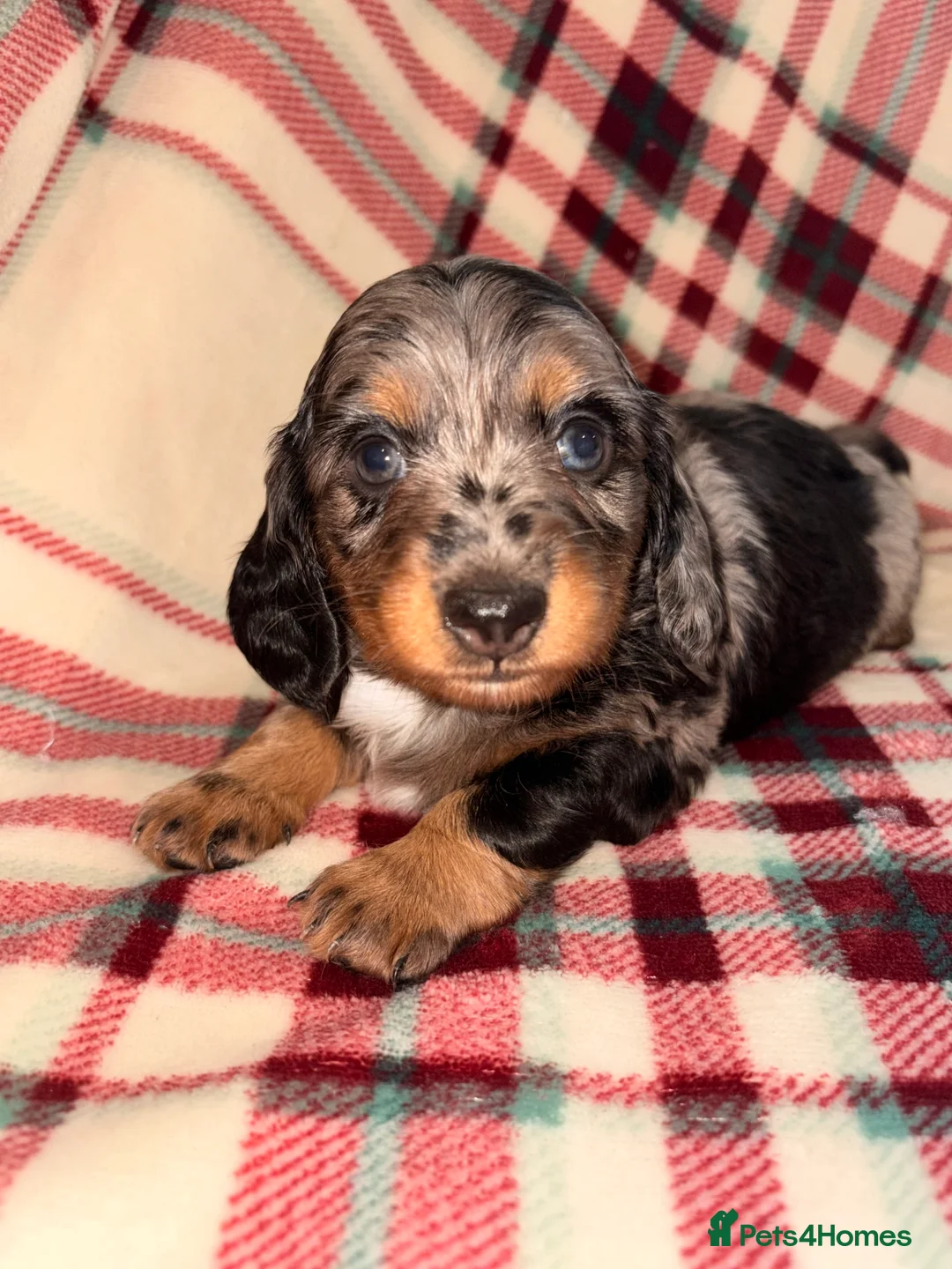 Dachshund dogs for sale: Quality Dachunds - Advert 1