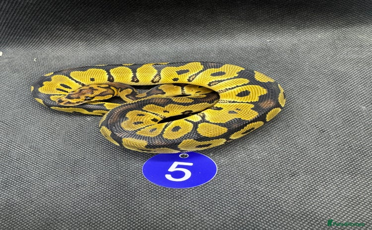 Python Snake reptiles - Advert 1